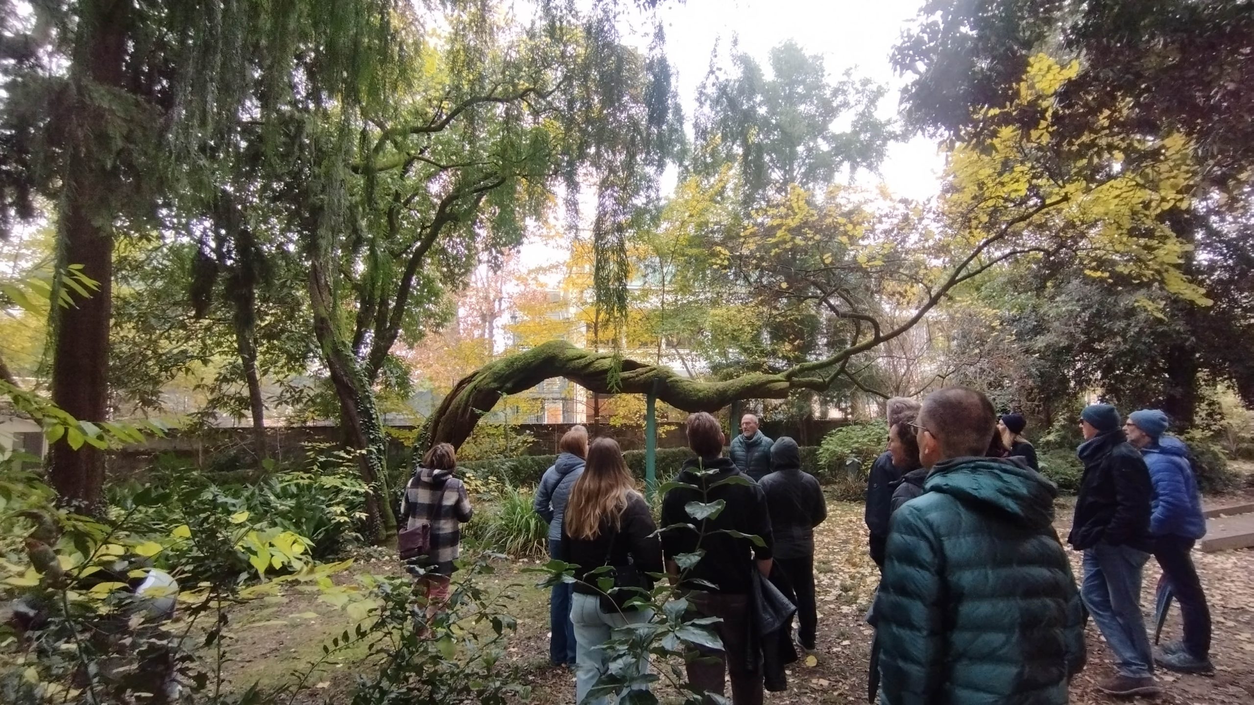 un angolo del parco con questo albero di Giuda dai rami davvero scenografici!